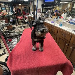 Miniature Schnauzer puppies from Rave Review kennel