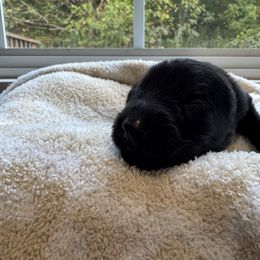 Onyx - Black male German Shepherd puppy in Salem, Virginia from Vom Kylohaus German Shepherds