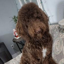 Yara - Double Doodle