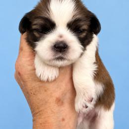 Stetson - Tricolor male Shih Tzu puppy in Tallahassee, Florida from Bows and Bow Ties