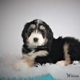 Aussiedoodle Puppies from Wilson Cattle Co.