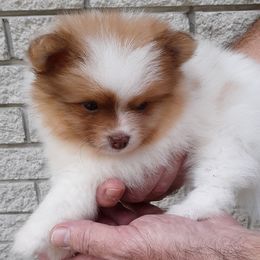 Pomeranian Puppies from Jaime's Pomeranians