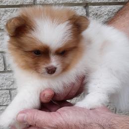 Pomeranian Puppies from Jaime's Pomeranians
