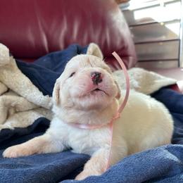 Darby - White female Great Pyrenees puppy in Murfreesboro, Tennessee from Storybook Tails Farm