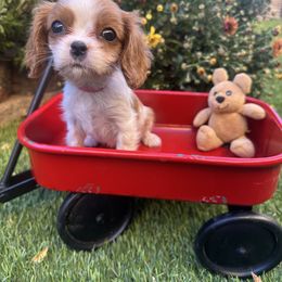 Pop tart - Blenheim female Cavalier King Charles Spaniel puppy in Las Vegas, Nevada from Heaven Sent Cavaliers