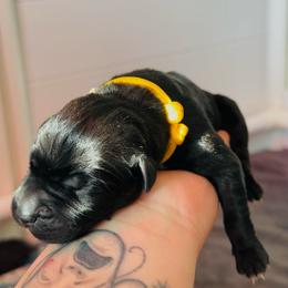 Orazio - Black male Cane Corso puppy in Houston, Texas from Mortaio Cane Corso