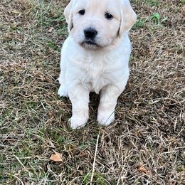 Ryder - Light golden male Golden Retriever puppy in Pittsgrove, New Jersey from Journeyman Goldens
