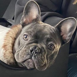 Ellie - French Bulldog