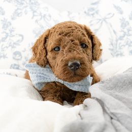 Goldendoodle Puppies from Beloved_doodles_WA