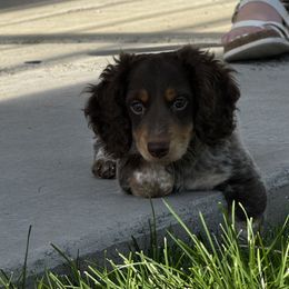 Tucker - Piebald male Dachshund puppy in Delta, Colorado from Weinderful Dachshunds