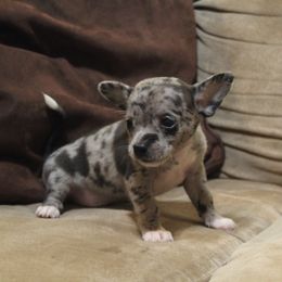 Pluto - Blue merle male Chihuahua puppy in Willamina, Oregon from Cherished Chihuahuas