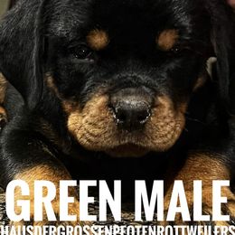 Pup1 - Black and mahogany male Rottweiler puppy in Houston, Texas from Haus Der Grossen Pfoten Rottweilers