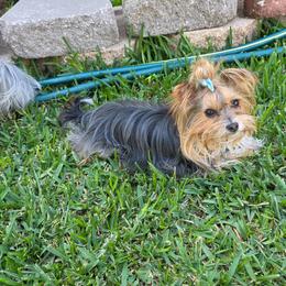 Luna - Yorkshire Terrier