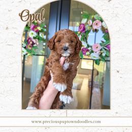 Opal - Red  female Goldendoodle puppy in Bell Buckle, Tennessee from Precious Puptown Doodles