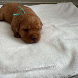 Aqua collar - Yellow female Labrador Retriever puppy in Big River, California from Cozy Acres Farm Labradors