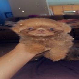 Shih Tzu puppies from Angel Babies