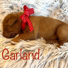 Garland - Dark golden female Golden Retriever puppy in Moses Lake, Washington from Dune Lakes Goldens