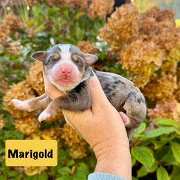 Marigold - Blue merle female Bernedoodle puppy in Midland, Michigan from Northern Charm Farm