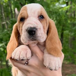 Female 2 - Red and white female Basset Hound puppy in Red Bay, Alabama from Maple Street Bassets