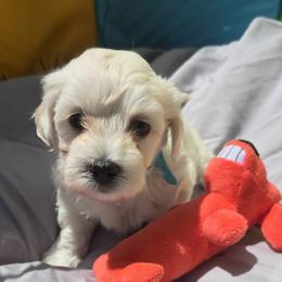 Boy - Cream male Maltipoo puppy in Brooksville, Florida from DeVall Maltipoos