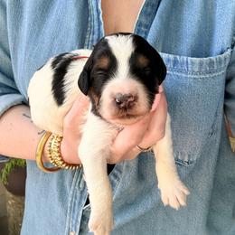 Bronco - Tri-color male Bernedoodle puppy in Denver, Pennsylvania from Greenview Puppies