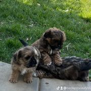 Mal-Shi Puppies from Dog Breeder