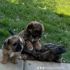 Mal-Shi Puppies from Dog Breeder