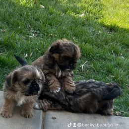 Mal-Shi Puppies from Dog Breeder