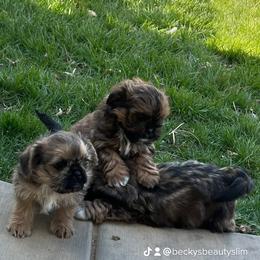 Mal-Shi Puppies from Dog Breeder