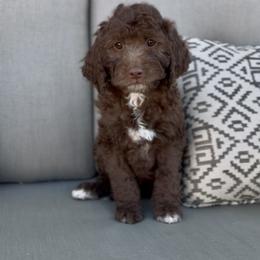 Matilda - Chocolate female Goldendoodle puppy in St George, Utah from Doodle Bears of Southern Utah