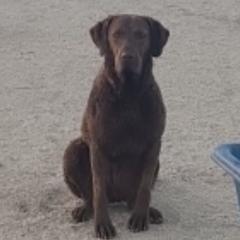 Bobo - Chesapeake Bay Retriever