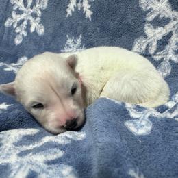 AKC Sapphire - White female Siberian Husky puppy in Centreville, Maryland from Huskies By the Bay