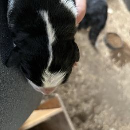 Bo - Black rust and white male Bernese Mountain Dog puppy in Falls Mills, Virginia from Buck’s Bernese