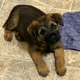 Border Terrier and Jack Russell Terrier Puppies from Cedar Run Border terriers
