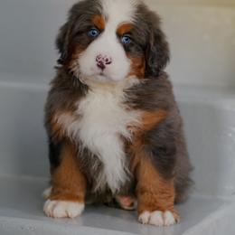 Maui - Merle male Bernedoodle puppy in Dundee, Ohio from Down Home Doodle