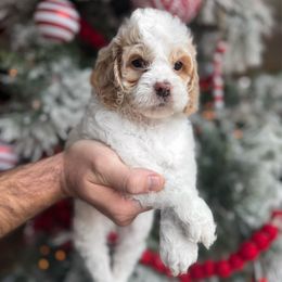 Jack - Buff and white male Cockapoo puppy in Floyds Knobs, Indiana from Sweet Tails