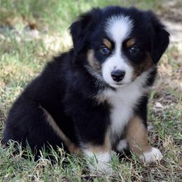 Doc - Black tri male Miniature Australian Shepherd puppy in Evant, Texas from Lazy VT Bar Ranch