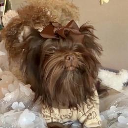 Yorkshire Terrier Puppies from DaintyDawlz