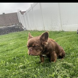 Boy 1 - French Bulldog puppy in Utah from Shantal's Frenchies
