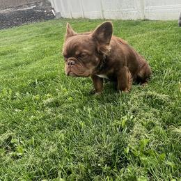 Boy 1 - French Bulldog puppy in Utah from Shantal's Frenchies