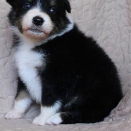 Cheeto - Black tri-color female Australian Shepherd puppy in Laurel, Mississippi from Reeves Australian Shepherds