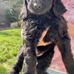 Cockapoo and Goldendoodle Puppies from Capital Doodles