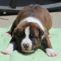 Squash - Red brindle male American Staffordshire Terrier puppy in Guilford County, North Carolina from Explicit Kennel