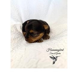 Yorkshire Terrier Puppies from Hummingbird Farm & Gardens