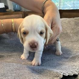 Brown Collar-Ace - Red and white male Beagle puppy in Las Vegas, Nevada from Hound Kings