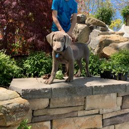 Dilute Retriever Puppies from Royalty Retrievers