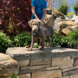 Dilute Retriever Puppies from Royalty Retrievers
