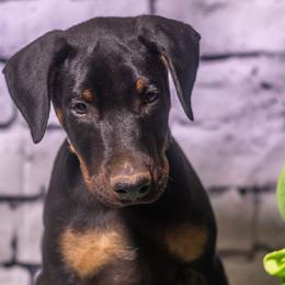 Green Boy - Black and rust male Doberman Pinscher puppy in Shelby, North Carolina from IronBee Dobermans