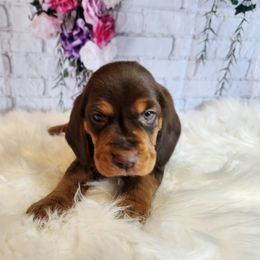 Beagle Puppies from Lovan's Spring Creek Kennel