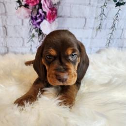 Beagle Puppies from Lovan's Spring Creek Kennel